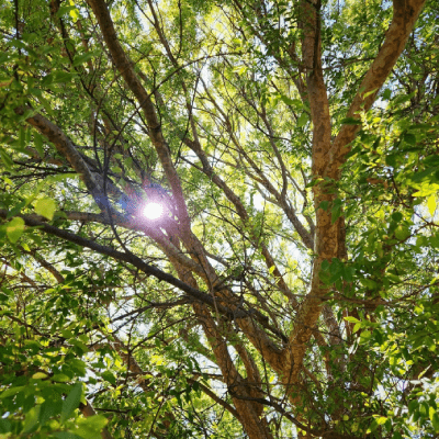 TREE TRIMMING